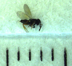 Parectromoides varipes