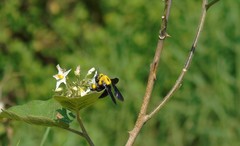 Xylocopa ruficornis