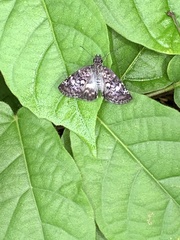Chiomara