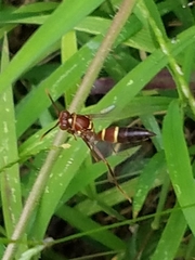 Polistes stabilinus