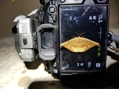 Oreta perobliquilinea