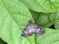 Chiomara