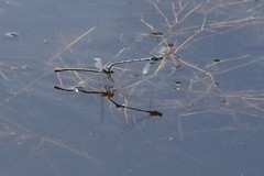 Coenagrion puella