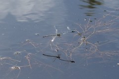 Coenagrion puella