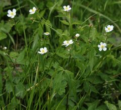 Ranunculus aconitifolius