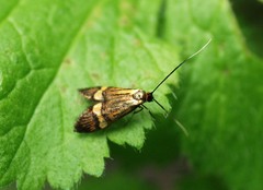 Nemophora degeerella
