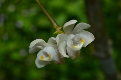 Thrixspermum formosanum