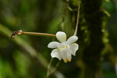 Thrixspermum formosanum