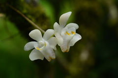 Thrixspermum formosanum