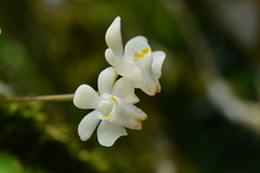 Thrixspermum formosanum