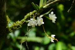 Thrixspermum formosanum