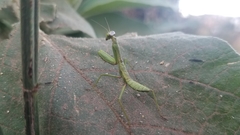 Tarachomantis