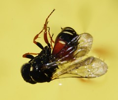 Nysson maculosus