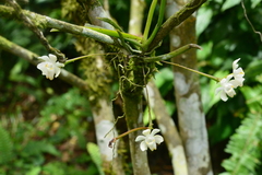 Thrixspermum formosanum