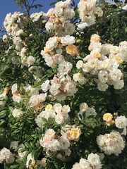 Enallagma cyathigerum