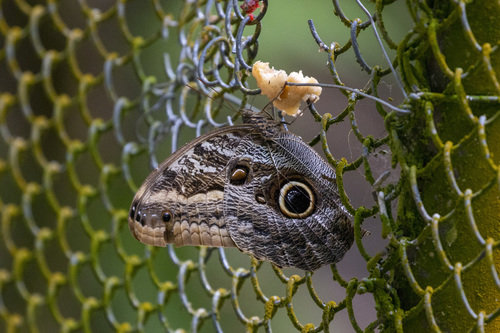 Teucer Owl Butterfly