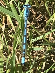 Enallagma cyathigerum