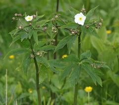 Ranunculus aconitifolius