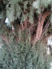 Tamarix aphylla