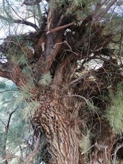 Tamarix aphylla