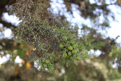 Juniperus turbinata