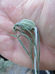 Gnorimoschema octomaculella