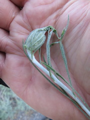 Gnorimoschema octomaculella