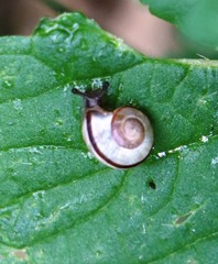 Xerolenta obvia