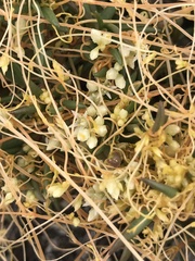 Cuscuta umbellata