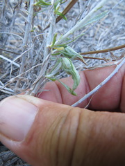 Gnorimoschema octomaculella