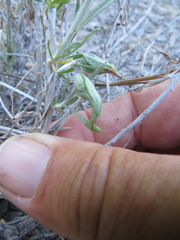 Gnorimoschema octomaculella