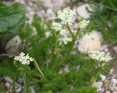 Meum athamanticum