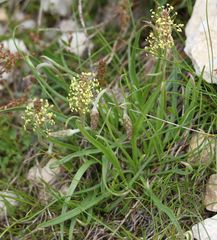 Plantago alpina