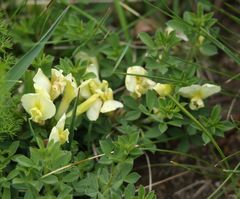 Chamaecytisus hirsutus