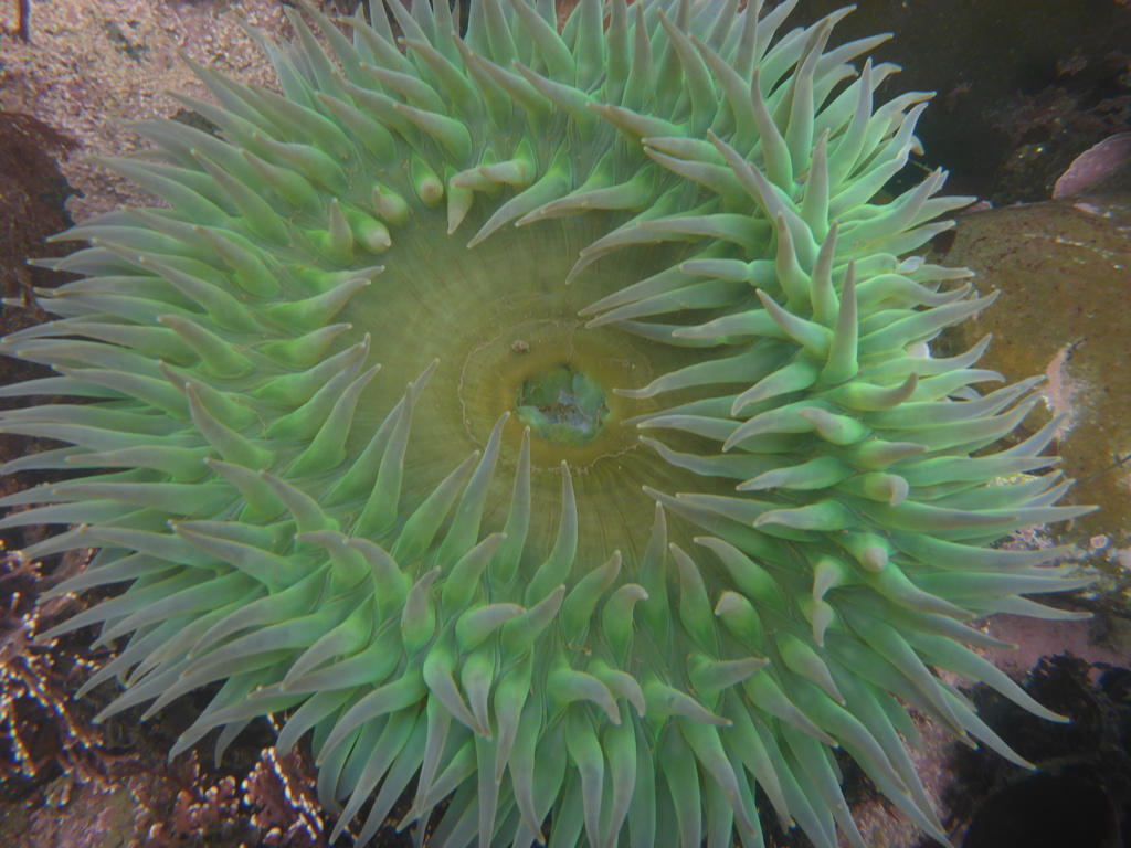giant green anemone
