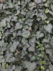 Hedera helix