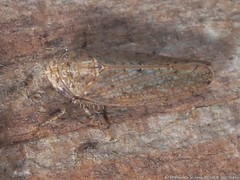 Paraphlepsius quadratus