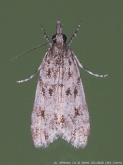 Scoparia normalis