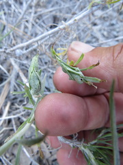 Gnorimoschema octomaculella