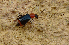 Ebaeus