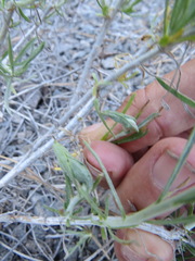 Gnorimoschema octomaculella