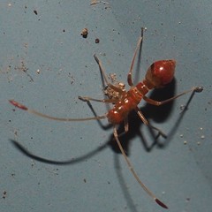 Paraxenetus guttulatus