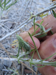 Gnorimoschema octomaculella