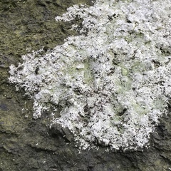 Trapelia placodioides