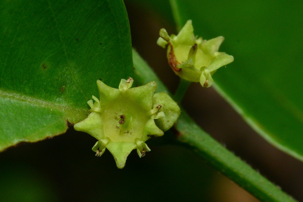 Ventilago leiocarpa (Ventilago leiocarpa)