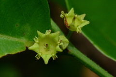 Ventilago leiocarpa
