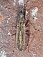 Paromius longulus