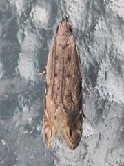 Battaristis nigratomella