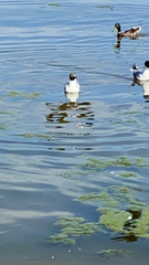 Chroicocephalus ridibundus