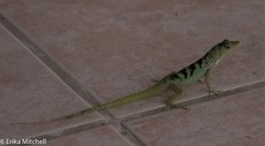 Anolis roquet salinei